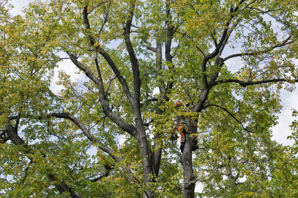 Reliable Griswold, IA Tree Services Solutions